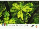 CARTE PUB       SCOUTS DE FRANCE     2001      SIGNES DE FRATERNITE - Scoutisme