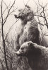 (XVI) N°179 - Ours Brun De L'Alaska - Verso: Pub Médicale - Osos