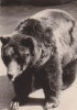(XVI) N°66 - Grizzly - Verso: Pub Médicale - Bears