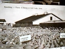 Canada  Alberta Ranching Flock Of Sheep Gull Lake, Assa. Medicine Hat ALLEVAMENTO PECORE OVINI  FATTORIA V1907  DJ12086 - Lake Louise