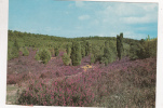 B35602 Heidelanschaft Im Totengrund Luneburger Heide Not Used Good Shape - Lüneburger Heide