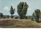 B35639 Luneburger Heide Used Good Shape - Lüneburger Heide