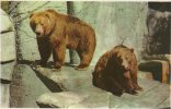 Alaskan Bears In Copenhagen Zoo.  B-307 - Bears