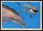 CPM  Non écrite Faune Animaux  FEELING  Zone Bleue  Dauphins   ( TVD ) - Dolphins