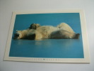 Orso Bianco Polare Polar Bear Eisbar Oso Polar - Beren