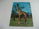 Giraffa Camelo Pardalis Africa - Giraffe