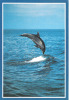 CARTE POSTALE - DAUPHIN - Dauphins