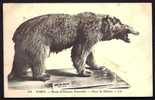 CPA  ANCIENNE- FRANCE- NIMES (30)- LE MUSÉE D'HISTOIRE NATURELLE-  OURS BRUN DE SIBÉRIE EN TRES GROS PLAN DE PROFIL - Bears