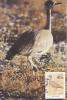 1882  - Afrique Du Sud-ouest 1988 - Carte Maximum - Cigognes & échassiers