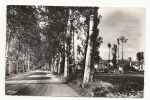 Caussade (82) : La Route De Montauban En 1952. - Caussade