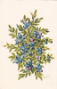 Native Blueberry In Wild Gardens Of Acadia, Maine - Autres & Non Classés