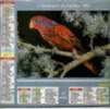 CALENDRIER PTT 1992 ALMANACH FACTEUR LOIRI PERROQUET Lorri - Groot Formaat: 1991-00