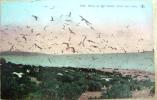 OLD POSTCARD BIRDS ON HAT ISLAND GREAT SALT LAKE UTAH USA - Salt Lake City