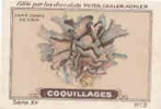 Image / Coquillages /  Came Corne De Daim  / Coquillage Shells Shell // IM K-26/6 - Nestlé