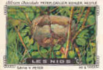 Image / Les Nids / Rossignol - Erithacus Luscinia / Oiseau Bird Nid Oeuf  // IM K-26/13 - Nestlé