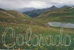 Wild Flowers In The San Jose Mountains, Colorado - Autres & Non Classés