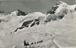 SUISSE - Jungfraujoch - Polarhunde Mit Rottalhorn (chiens De Traîneau) - Horn