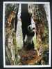 Giant Panda - Wild Giant Panda (Ailuropoda Melanoleuca) Baby At Wolong National Nature Reserve - C - Bears