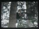 Giant Panda - Giant Panda (Ailuropoda Melanoleuca) On The Tree - F - Osos