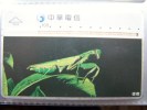 Animal Animals Grasshopper Insect 7024 Taiwan L&G - Altri & Non Classificati