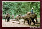 Thailand / Siam "Working Elephants, Wood Forests" Colorful Postcard. Mailed To Israel 1997 - Elephants