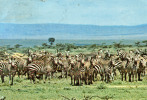 WILDLIFE OF KENYA - Burchell´s Zebras / Troupeau De Zèbres - 2 Scans - Kenya