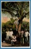 AMERIQUE --  PANAMA --  Cocoanula On Venado Plantation - Panama
