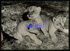 Lion -  Lionceaux  - Publicité Médicament  Génoline  N° 116 -  Réf :  19385 - Leoni