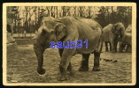 Eléphants D'Asie    - Parc Zoologique De Vincennes   - Paris  - Réf : 19604 - Elephants
