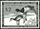 US RW21 XF Mint Hinged Duck Stamp From 1954 - Duck Stamps