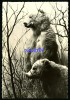 Ours Brun De L'Alaska -  Publicité Médicament Transfusine - N° 179 - Réf : 19402 - Bären