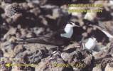 Wideawake Tern - Isole Ascensione