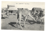 Djibouti (Somalie) : GP De Dromadaires Sur Une Place En 1905 (animée). - Somalië