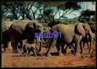 Elephant -  Afrique -  Réf : 19539 - Olifanten