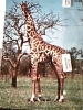 GIRAFFA  IN AFRICA N1970 DK13060 - Giraffes