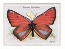 2 Cartes PAPILLONS " Lycaena Hippothoe "(alpes)  ET " Zerynthia Hypsipyle " (europe) - Schmetterlinge