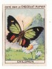 2 Cartes PAPILLONS " ERASMIE "  ET " CHILDREN "  (au Dos Publicité Chocolat Pupier) - Schmetterlinge