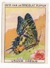 Carte PAPILLON " URANIE CRESUS "    (au Dos Publicité Chocolat Pupier) - Schmetterlinge