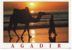 - AGADIR. - Chameaux (couché De Soleil) - Scan Verso - - Agadir