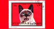 FUJEIRA - 1970 - GATTI - CAT - GATO - KATZE : - 30 DH - Fujeira