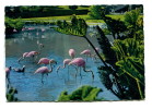 76 - Clères : Parc Zoologique - Flamants Roses - Format 9cm X 6 Cm - Clères