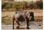 CPSM HIPPOPOTAME Animaux D' Afrique Yvon - Flusspferde