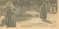 Marché Aux Porcs  Creuse - Limousin