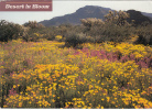 ZS9751 Phoenix Desert Springtime Color Used Perfect Shape - Phoenix