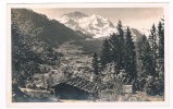 CH1225    WENGEN : Blick G. Wegen Un Die Jungfrau - Wengen