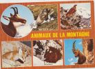 Cp , ANIMAUX  De La Montagne - Gatti
