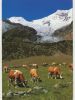 Cp , ANIMAUX  , Troupeaux Dans Les Alpes Suisse - Cows