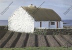 GALWAY County : Irish Country Life : Thatched Cottage And Potatoe Lazy Bed Connemara - Galway