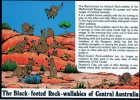 The Black-footed Rock-wallabies Of Central Australia Northern Territory - Unused Barker Souvenirs - Ohne Zuordnung