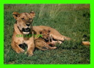 ANIMAL - LIONNE AVEC SON LIONCEAU - SAPRO STUDIO, NAIROBI - LIONESS WITH CUB - - Leoni